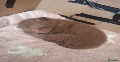 British Shorthair cats in Swadlincote - Advert 14