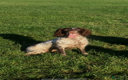 Sprocker dogs for sale: Beautiful sprocker puppies  - Image 16