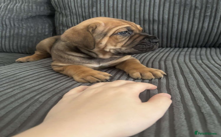 Cane Corso dogs - Advert 1