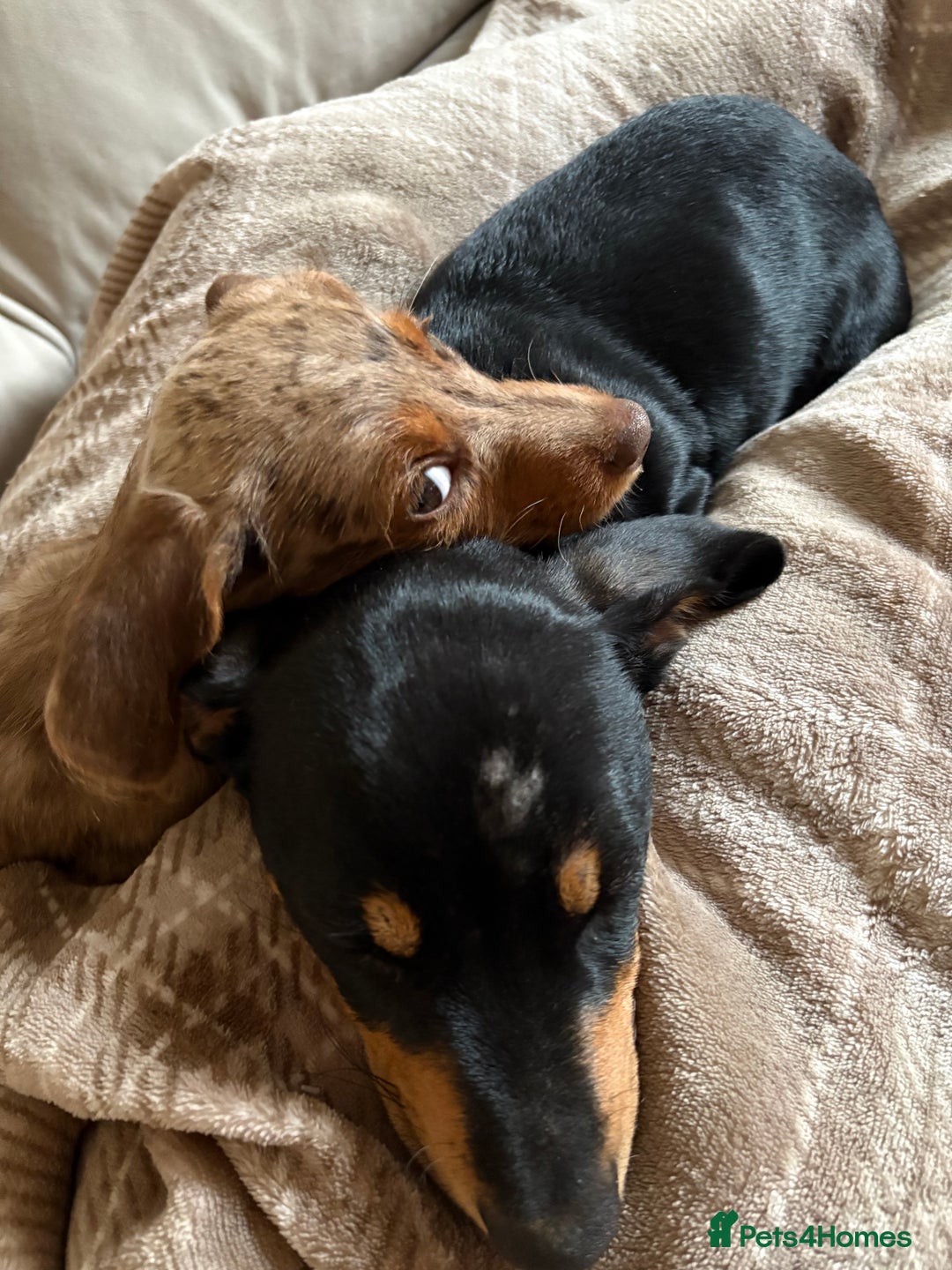 Dachshund dogs for sale: 2 lovely pups looking for a forever home asap - Image 7