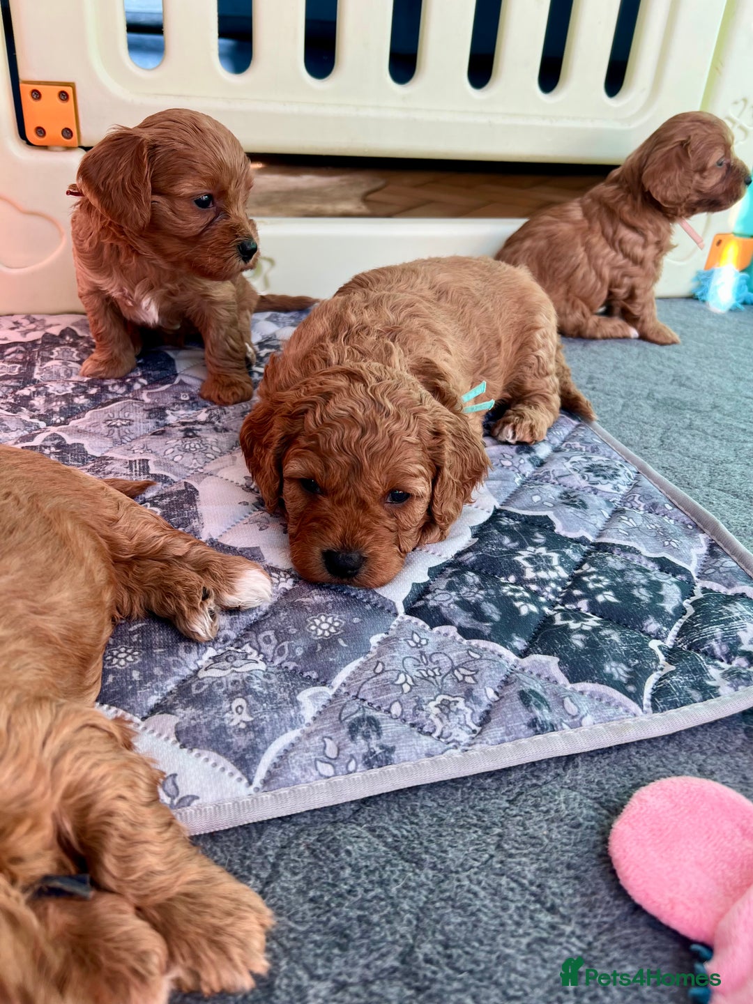 Cavapoochon dogs for sale: 5 ⭐️ LICENSED BREEDER HEALTH TESTED CAVAPOOCHONS - Advert 14