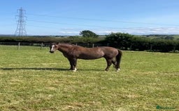 Welsh Section B horses for sale: Section B mare for sale  - Image 1