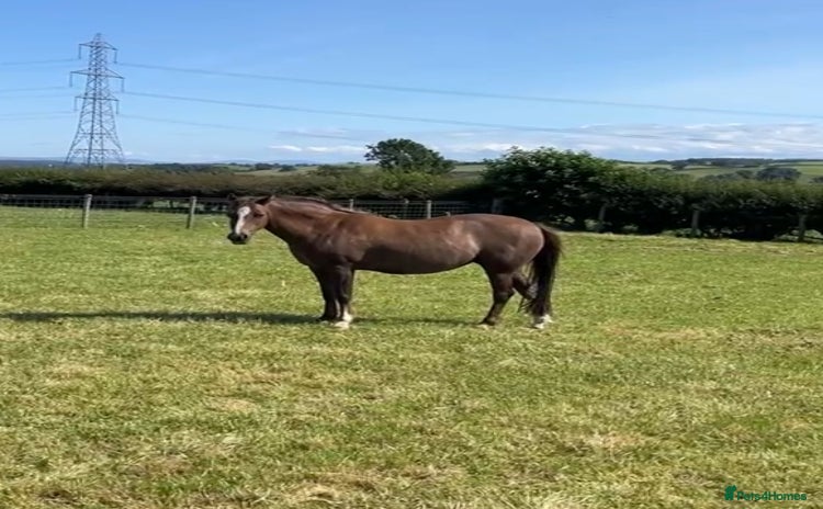 Welsh Section B horses - Advert 1