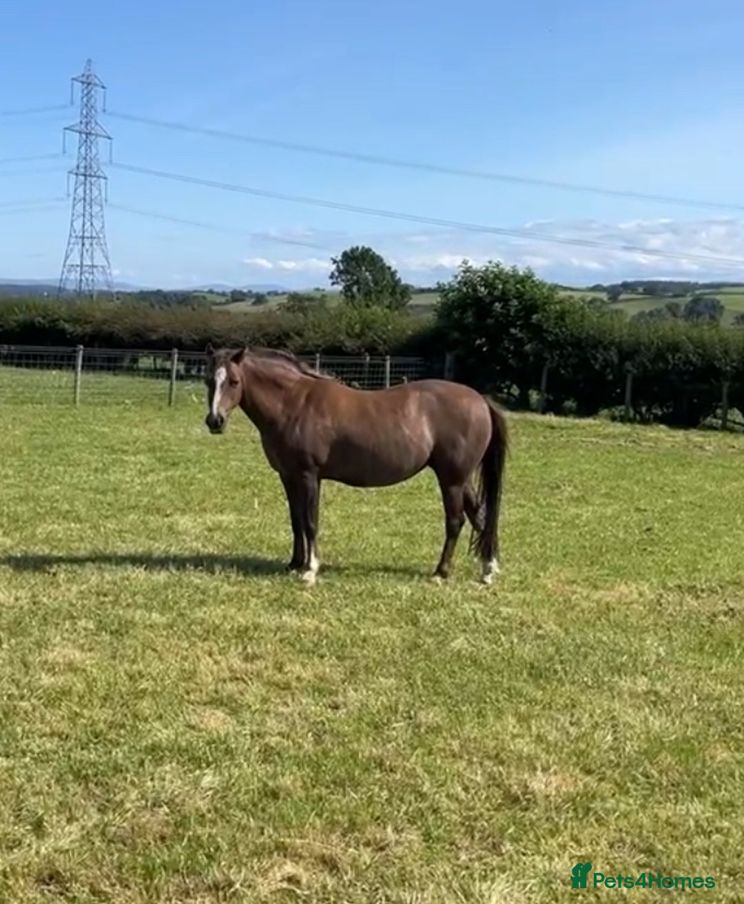 Welsh Section B horses for sale: Section B mare for sale  - Image 1