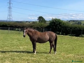 Welsh Section B horses - Advert 1