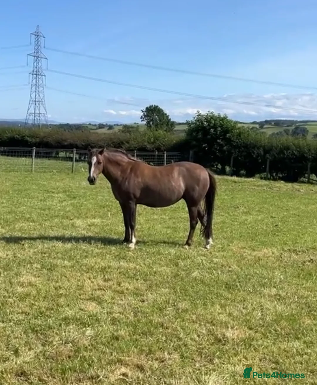 Welsh Section B horses for sale: Section B mare for sale  - Advert 1
