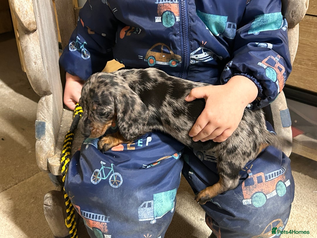Miniature Dachshund dogs for sale: Miniature dachshunds * 3 boys left - Advert 19