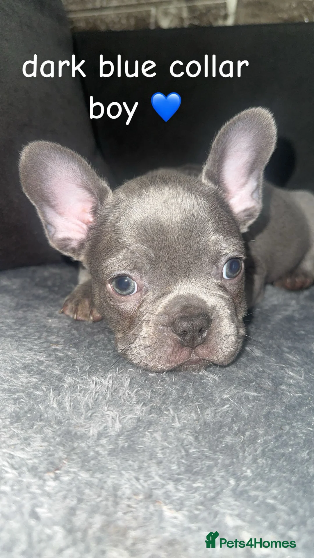 French Bulldog dogs for sale: Fluffy carrier french bulldog pups  - Advert 5