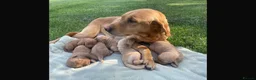 Labradoodle dogs for sale: F1 Miniature Labradoodle puppies  - Advert 3