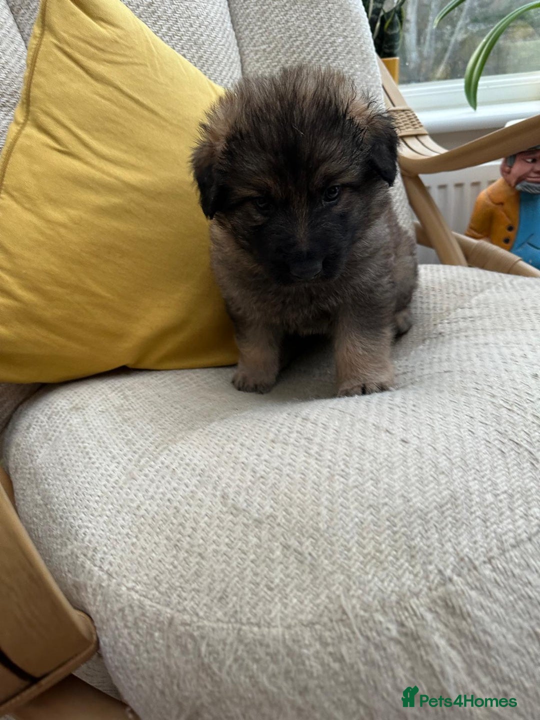 German Shepherd dogs for sale: GSD puppies - Advert 10