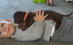 Miniature Dachshund dogs for sale: Smooth haired Miniature dachshund - Image 17