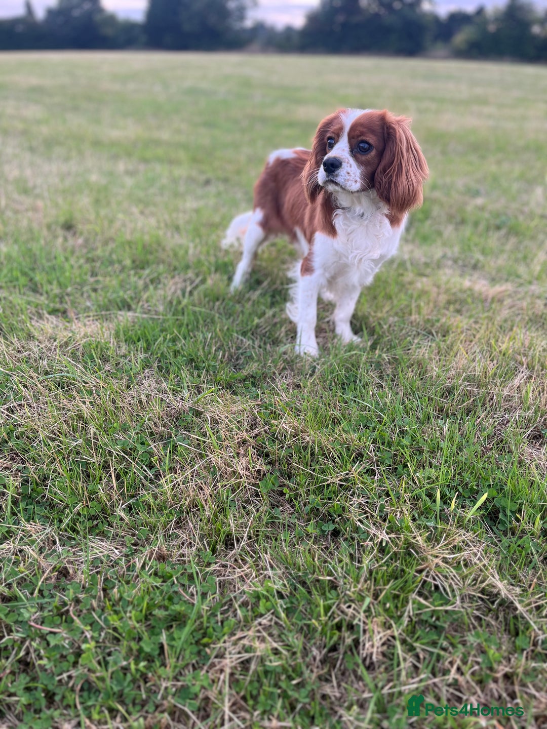 Cavalier King Charles Spaniel dogs for stud: STUNNING KC REG/DNA/HEART TESTED KING CHARLES CAV - Advert 3