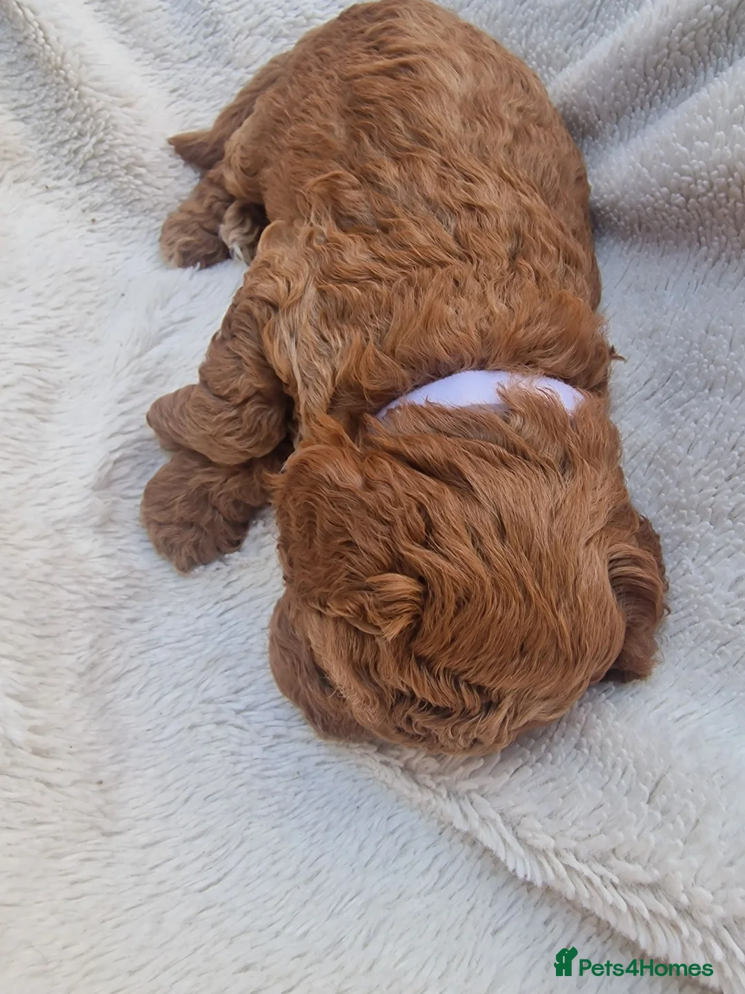 Cockapoo dogs for sale: Rare litter of F1BB cockapoos all hypoallergenic  in Middlesbrough - Advert 38