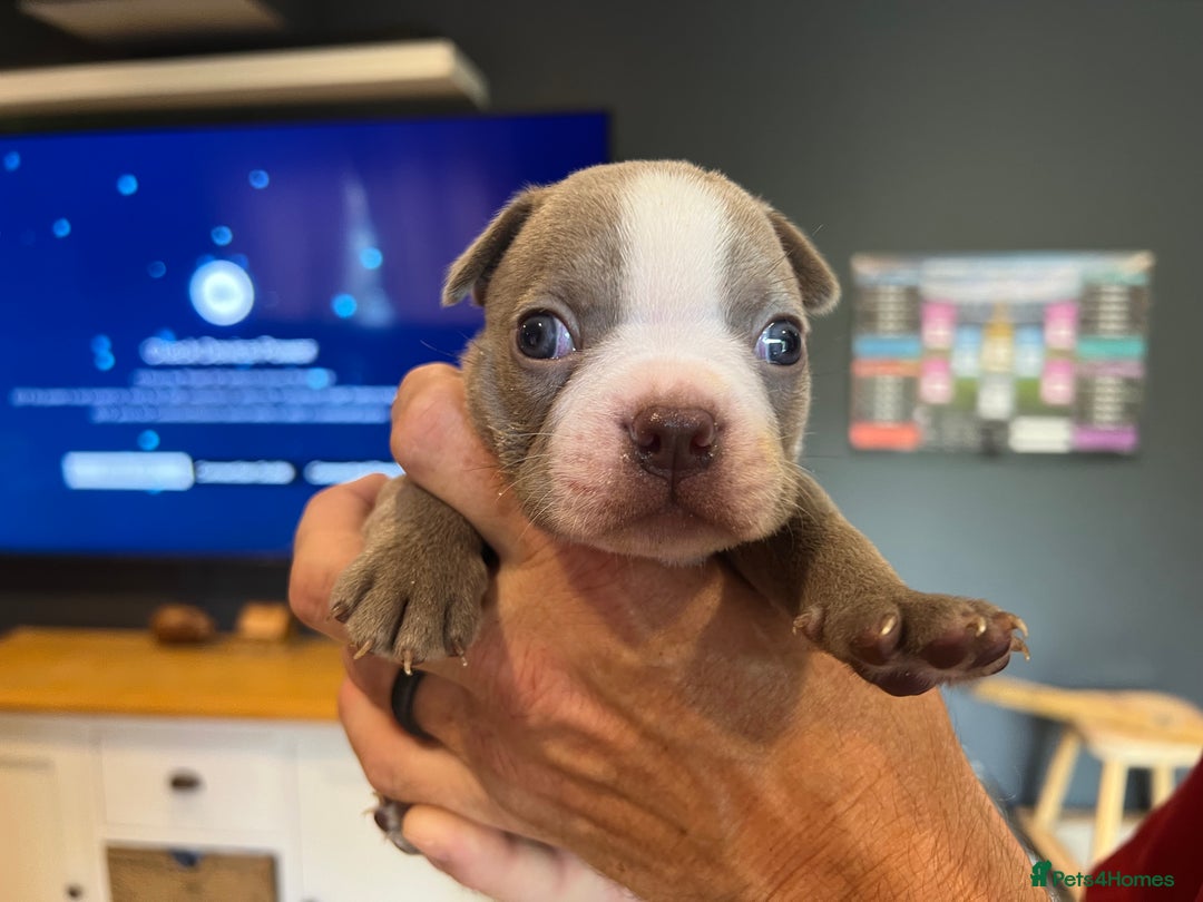 Boston Terrier dogs for sale: Boston terrier puppies - Image 26