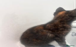 Mixed Breed cats for sale: 5 beautiful kittens ready for a new loving home  - Image 24