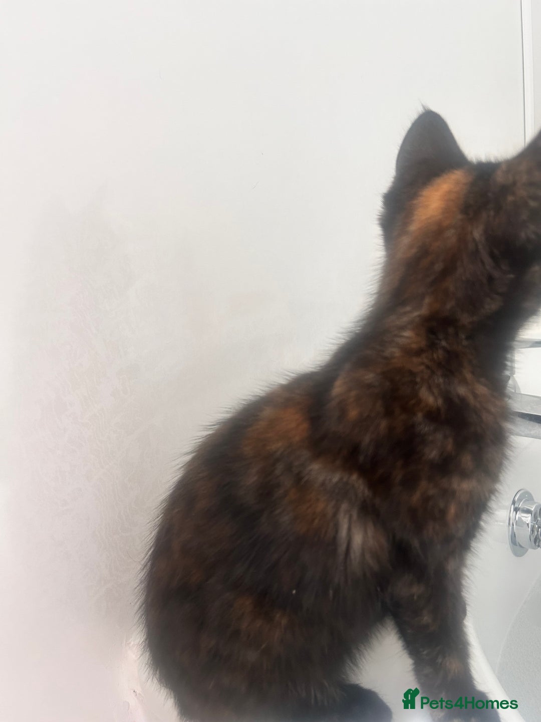 Mixed Breed cats for sale: 5 beautiful kittens ready for a new loving home  - Image 24