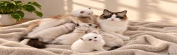 Ragdoll cats for sale: STUNNING TICA REGISTRED RAGDOLLS - Advert 13