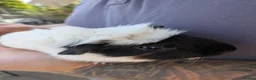 Guinea Pig rodents for sale: ❤️2 beautiful guinea pigs for sale with indoorcage - Advert 5
