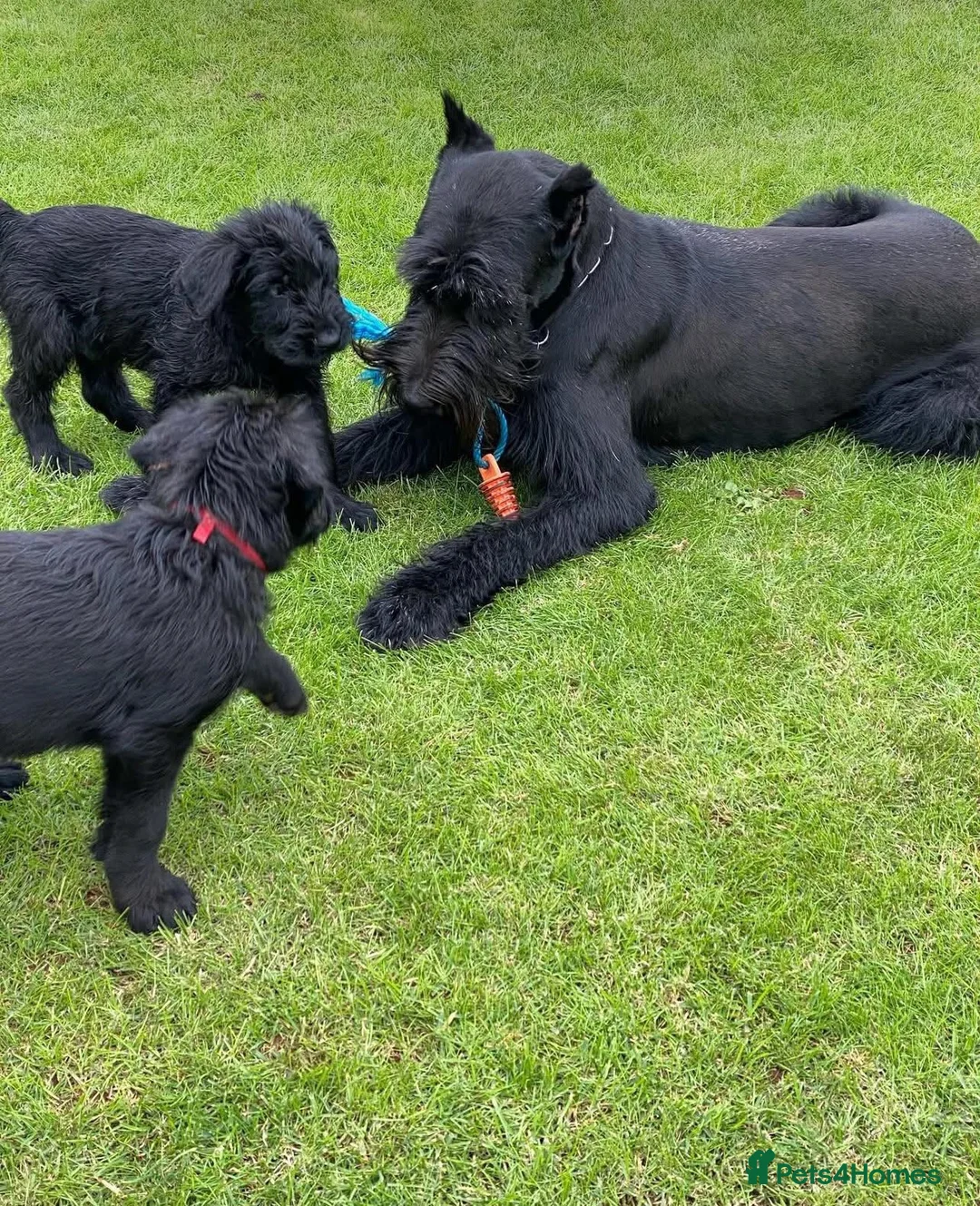 Giant Schnauzer dogs for sale: outstanding Giant Schnauzer puppies. in Barnet - Advert 3