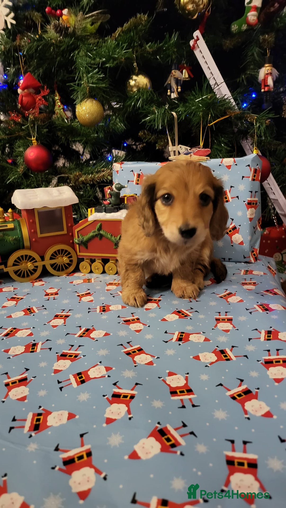 Miniature Dachshund dogs for sale: Miniature long haired daschunds  - Advert 15