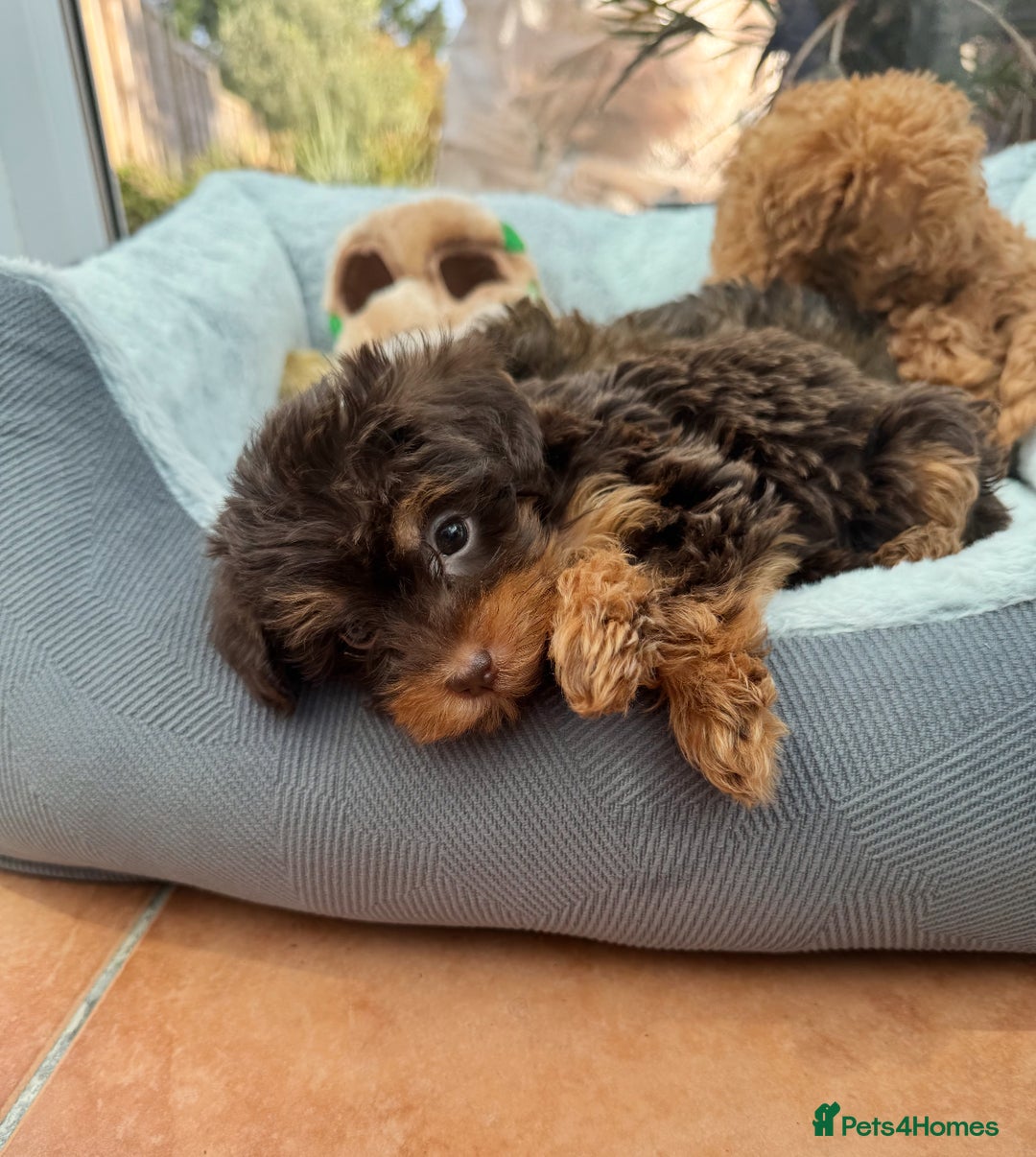 Schnoodle dogs for sale: Schnoodle puppies  - Advert 7
