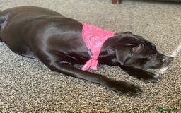 Cane Corso dogs for sale: Cane corso puppy - Image 7