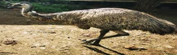 Emus poultry for sale: Emu mature Male in Exeter - Advert 6
