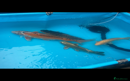 Koi Carp fish for sale: Koi rehoming - Image 2