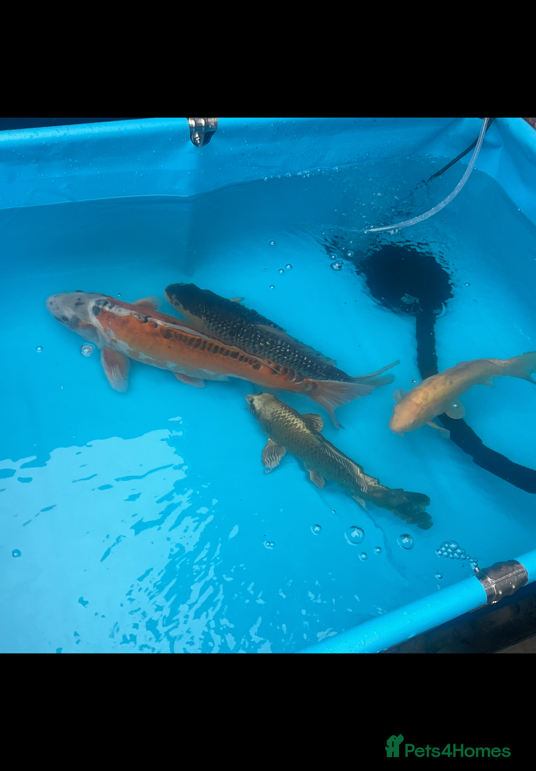 Koi Carp fish for sale: Koi rehoming - Image 2