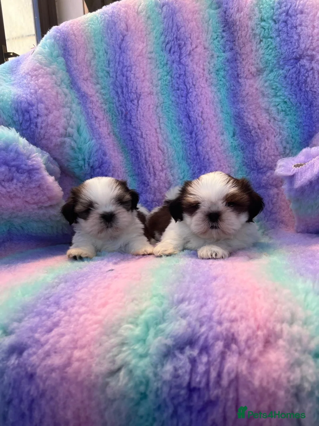 Shih Tzu dogs for sale: Lovely Shih Tzu puppies - Advert 21
