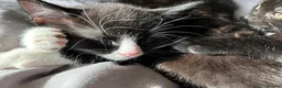 Mixed Breed cats for sale: Fluffy black and white, and black kittens  - Advert 10