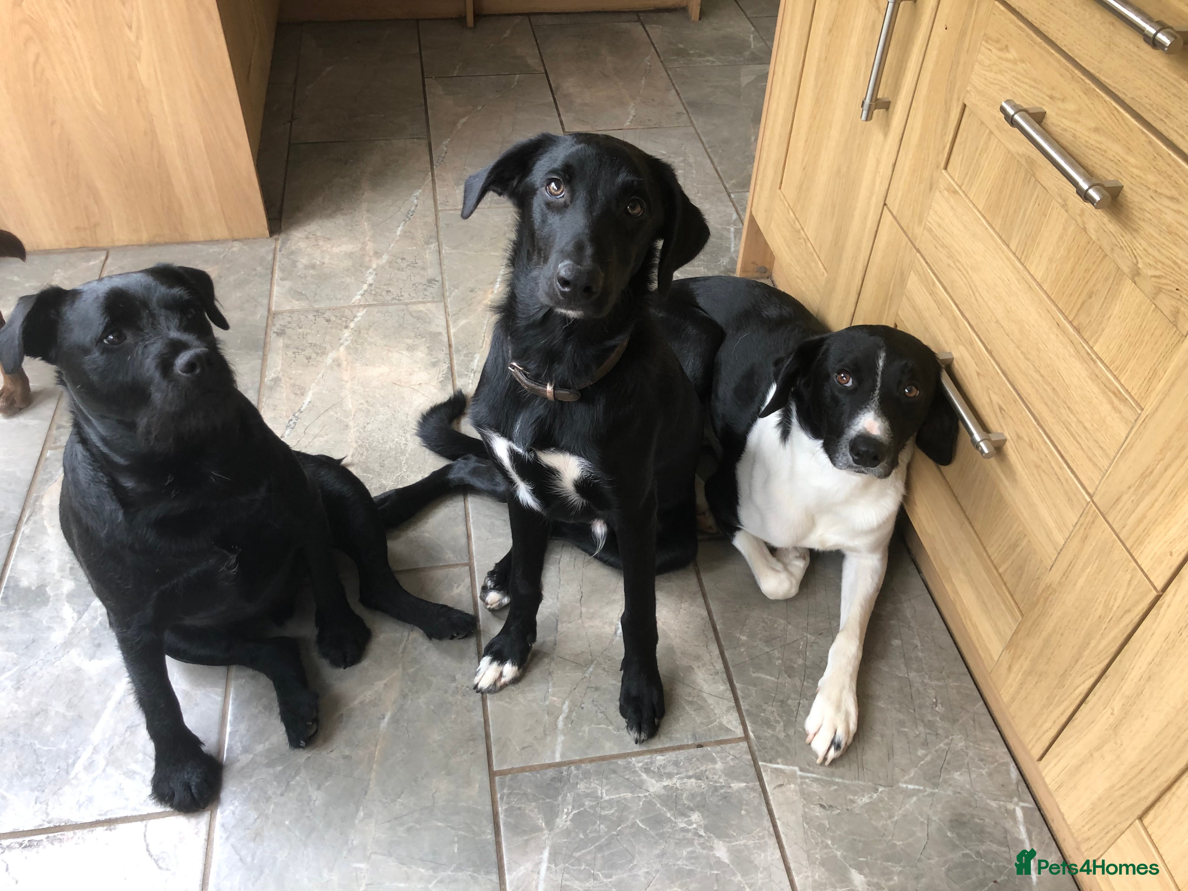 Mixed Breed dogs Collie X Kelpie  - Advert 5