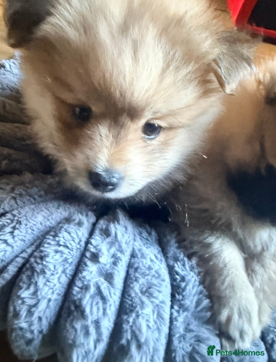 Pomeranian dogs for sale: 3 lovely girls and 1 boy Pomeranian puppies  - Advert 15