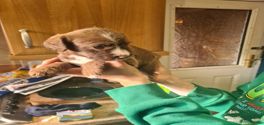 Gallery Image {{count}}