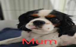 Cavalier King Charles Spaniel dogs for sale: Companion cavalier king charles spaniels - Image 6