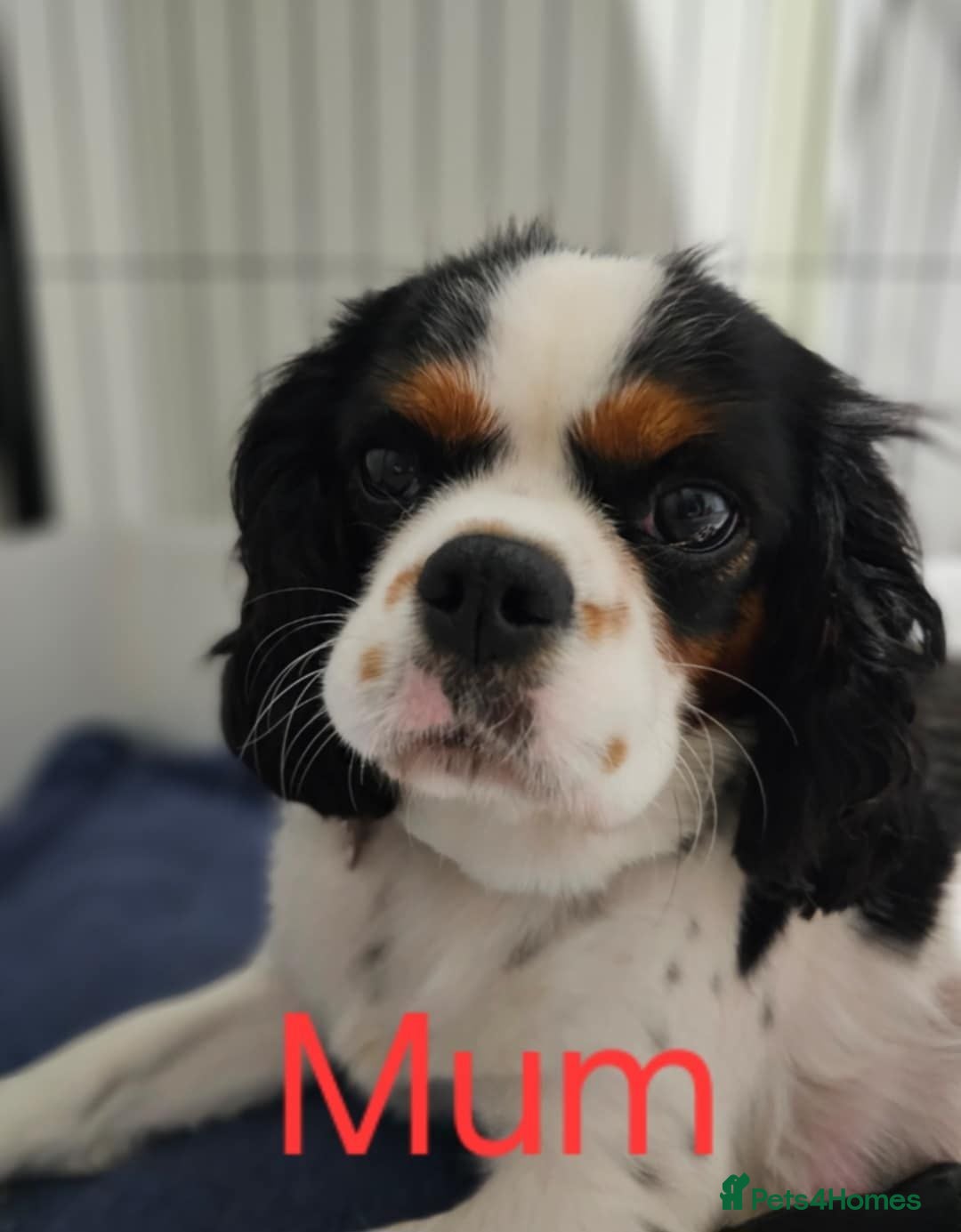 Cavalier King Charles Spaniel dogs for sale: Companion cavalier king charles spaniels - Image 6