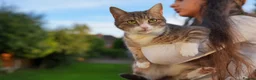 Mixed Breed cats for sale: Hazel – Tabby Girl Looking for a Loving Home - Advert 3
