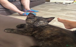 Mixed Breed cats for sale: Beautiful torti girl - Image 1