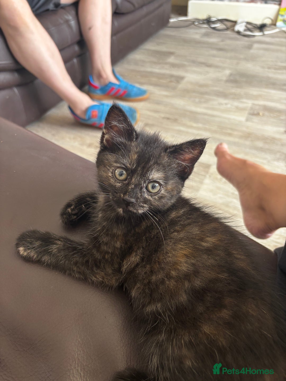 Mixed Breed cats for sale: Beautiful torti girl - Image 1