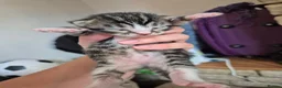 Mixed Breed cats for sale: 5 little kittens - Advert 18