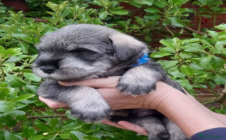 Schnauzer dogs - Advert 1