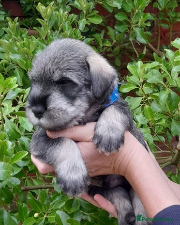 Schnauzer dogs - Advert 1