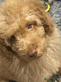 Labradoodle dogs F3 miniature labradoodles fully vac 2 boys left - Advert 1