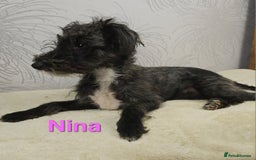 Australian Labradoodle dogs for sale: Australian Labradoodle × Fox Terrier Puppies - Image 21