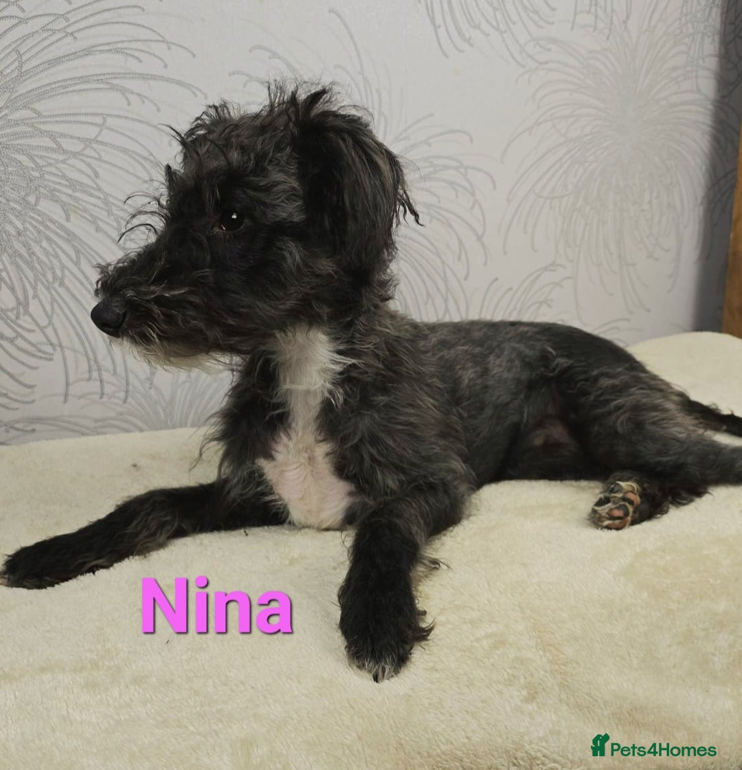 Australian Labradoodle dogs for sale: Australian Labradoodle × Fox Terrier Puppies - Image 21