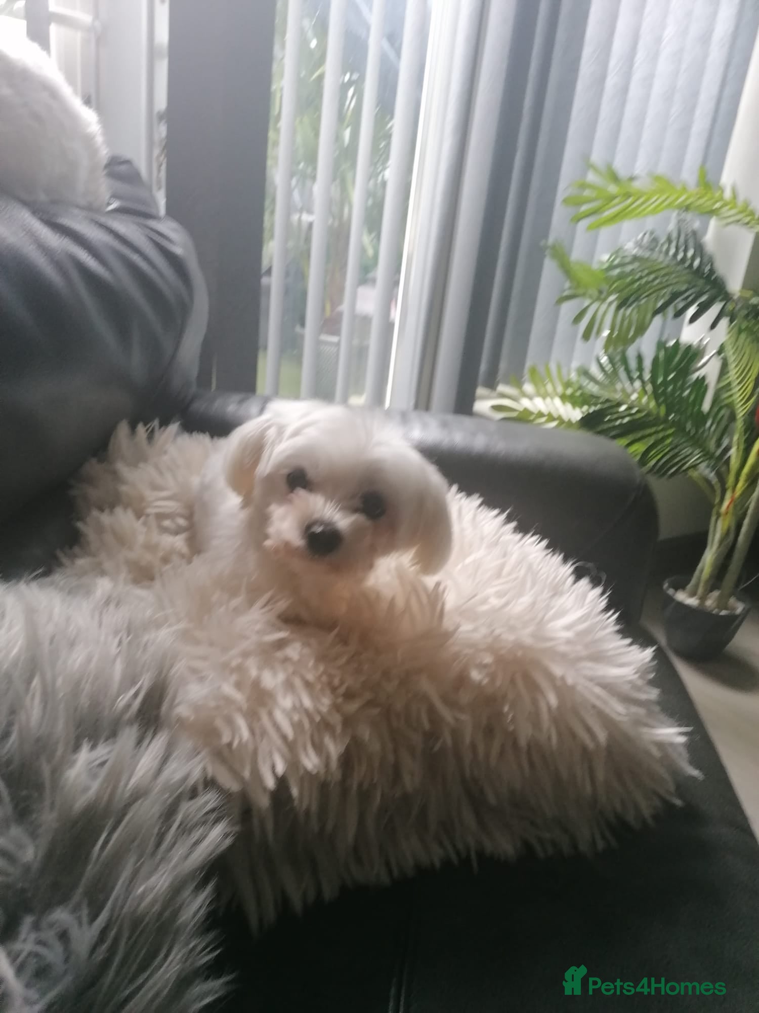 Maltese dogs Loving Girl looking for Her forever home - Advert 18