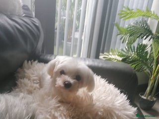 Maltese dogs Loving Girl looking for Her forever home - Advert 4