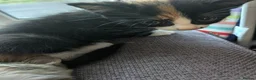 Mixed Breed cats for sale: 4 beautiful kittens ready to go in Braintree - Advert 4