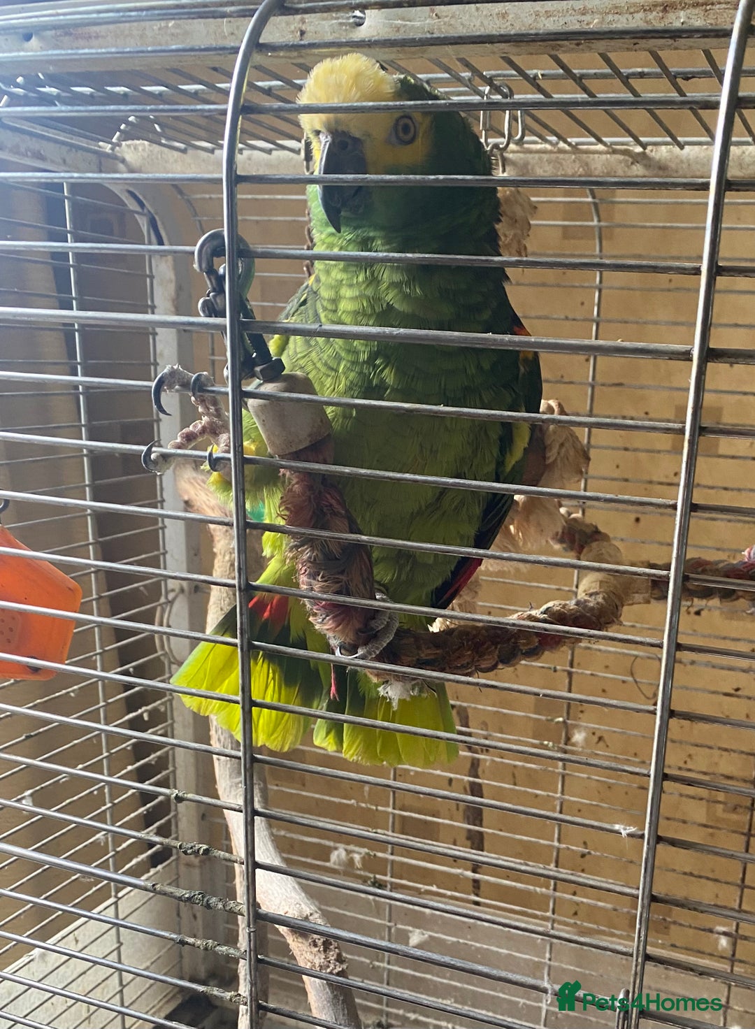 Parrots birds for sale: Male, Blue fronted Amazon - Image 4