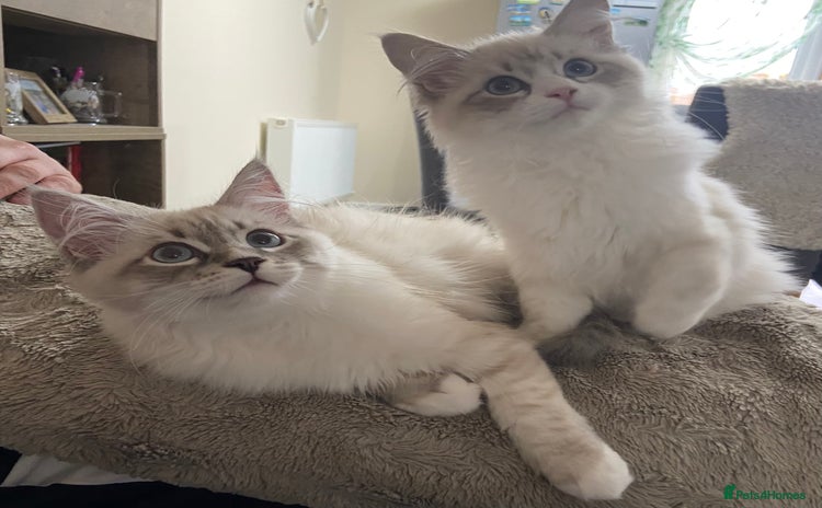 Siberian cats - Advert 3